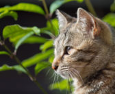 7.3とjetpack最新版ですと。